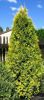 THUJA OCCIDENTALIS ''AURESCENS''